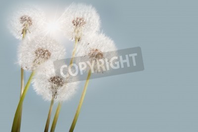 Fototapete Pusteblumen 3D vor dem Hintergrund des Himmels