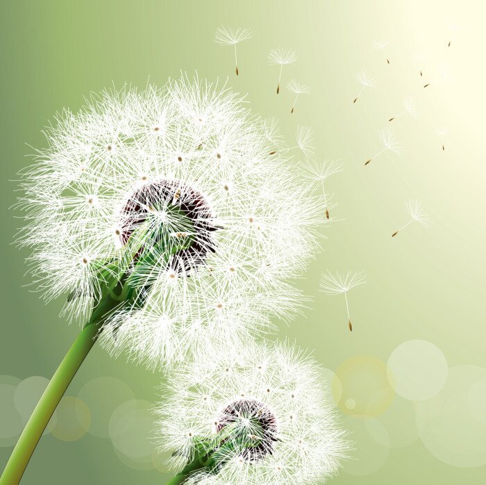 Fototapete Pusteblumen auf abstraktem Hintergrund