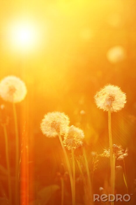 Fototapete Pusteblumen auf der Wiese in der Sonne