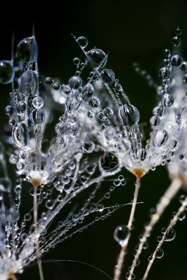 Fototapete Pusteblumen im Regen in Nahaufnahme