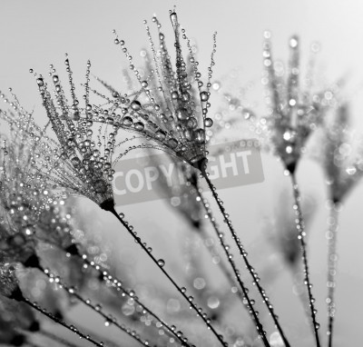 Fototapete Pusteblumen im Wasser