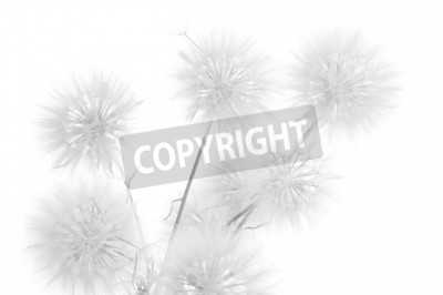 Fototapete Pusteblumen in einer minimalistischen Komposition