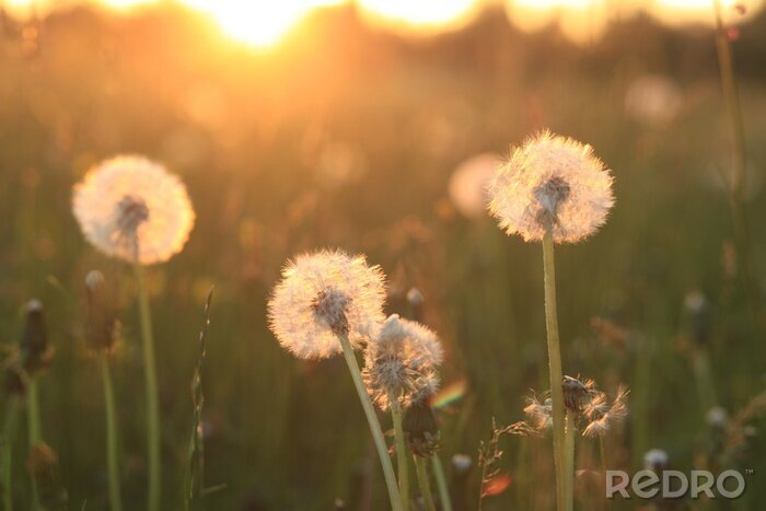 Fototapete Pusteblumen Lichtung und Sonne