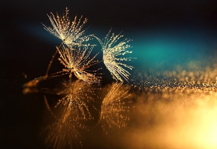 Fototapete Pusteblumen mit Tau auf farbigem Hintergrund