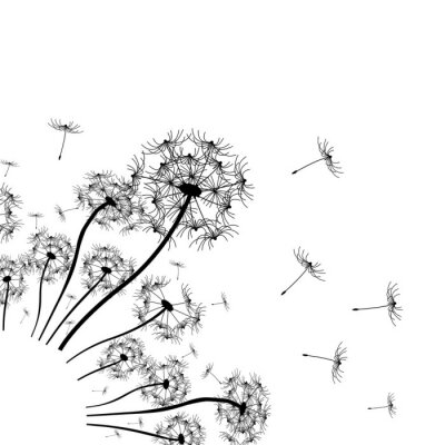 Fototapete Pusteblumen schwarz-weiß grafisch