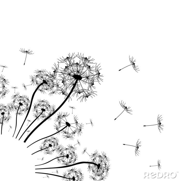Fototapete Pusteblumen schwarz-weiß grafisch