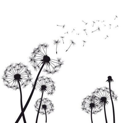 Fototapete Pusteblumen schwarz-weiß in grafischer Version
