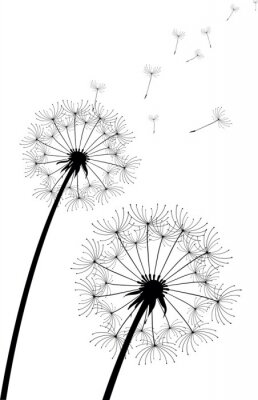 Fototapete Pusteblumen schwarz-weiß und kleine Samen