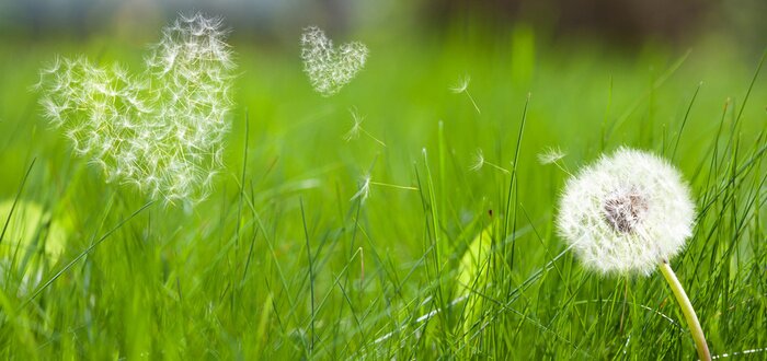 Fototapete Pusteblumenherz