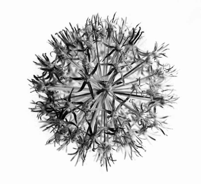 Fototapete Pusteblumenkopf in Schwarz und Weiß