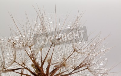 Fototapete Pusteblumensamen im Retro-Stil