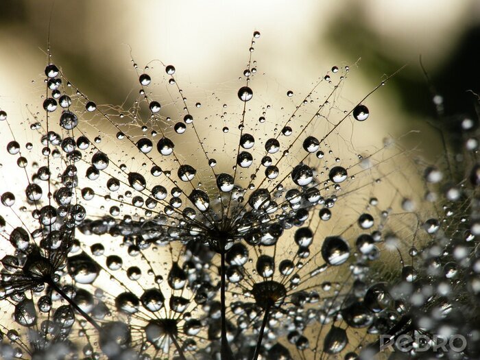 Fototapete Pusteblumensamen im Spinnennetz