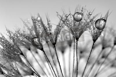 Fototapete Pusteblumensamen in den Regentropfen