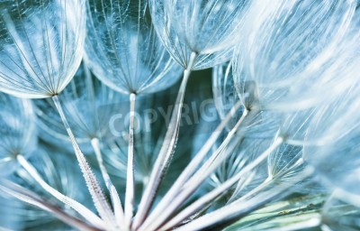 Fototapete Pusteblumensamen in Makro-Version