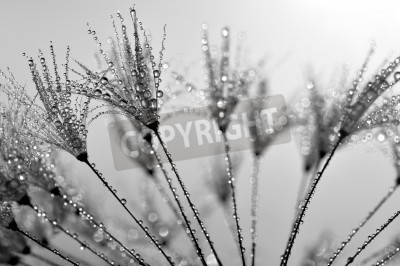 Fototapete Pusteblumensamen in Nahaufnahme