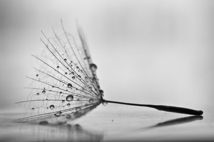 Fototapete Pusteblumensamen in Wassertropfen