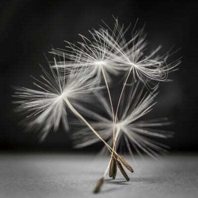 Fototapete Pusteblumensamen Makro