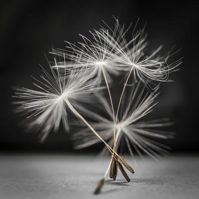 Fototapete Pusteblumensamen Makro