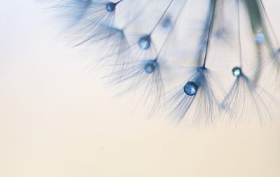Fototapete Pusteblumensamen und blaue Tropfen