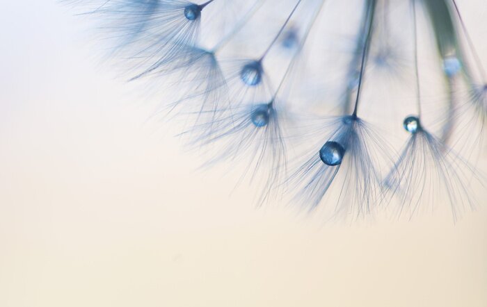 Fototapete Pusteblumensamen und blaue Tropfen