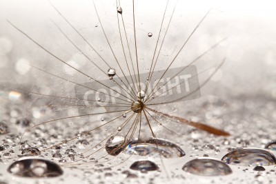 Fototapete Pusteblumensamen und Wassertropfen