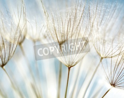Fototapete Pusteblumensamen vor dem Hintergrund des Himmels