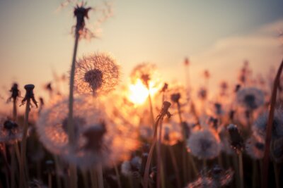 Pusteblumenwiese bei Sonnenuntergang
