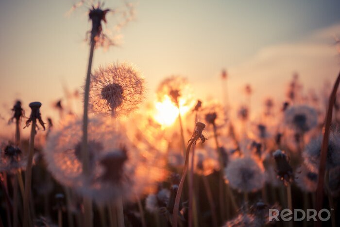 Fototapete Pusteblumenwiese bei Sonnenuntergang