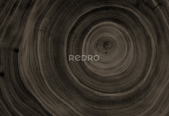 Fototapete Querschnitt aus dunklem Holz