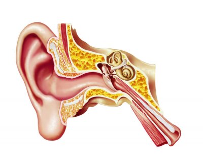 Fototapete Querschnitt durch das menschliche Ohr