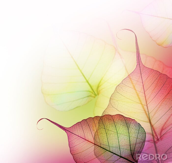 Fototapete Querschnitt von rosa Blättern