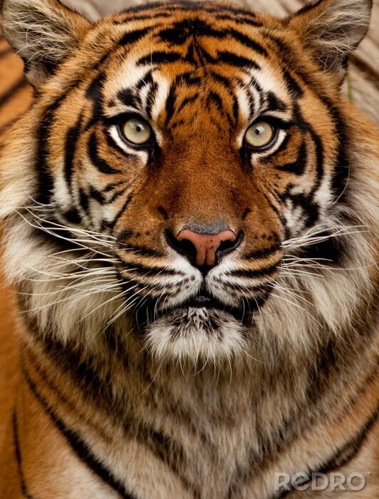 Fototapete Räuberischer Tiger aus nächster Nähe