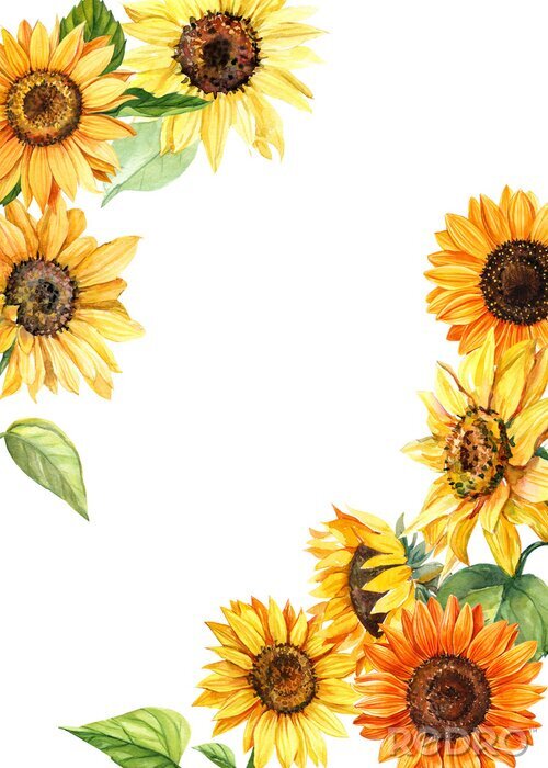 Fototapete Rahmen aus Aquarell-Sonnenblumen