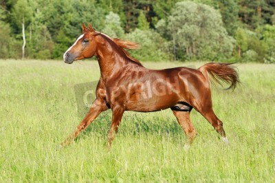 Fototapete Rappe im galopp