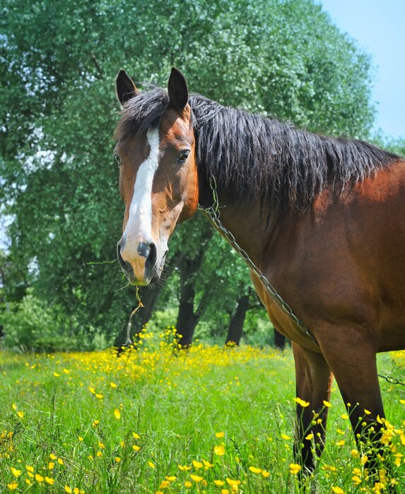 Fototapete Rappe unter gänsedistel