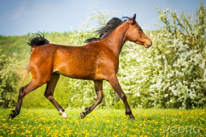 Fototapete Rappe vor dem hintergrund von blumen