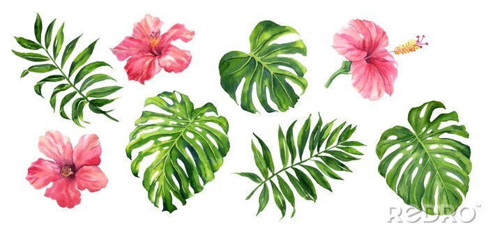 Fototapete Realistic tropical botanical foliage plants. Set of tropical leaves and flowers: green palm neanta, monstera, hibiscus. Hand painted watercolor illustration isolated on white.