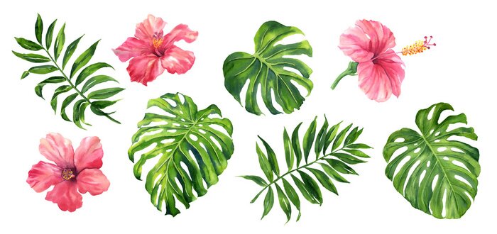 Fototapete Realistic tropical botanical foliage plants. Set of tropical leaves and flowers: green palm neanta, monstera, hibiscus. Hand painted watercolor illustration isolated on white.