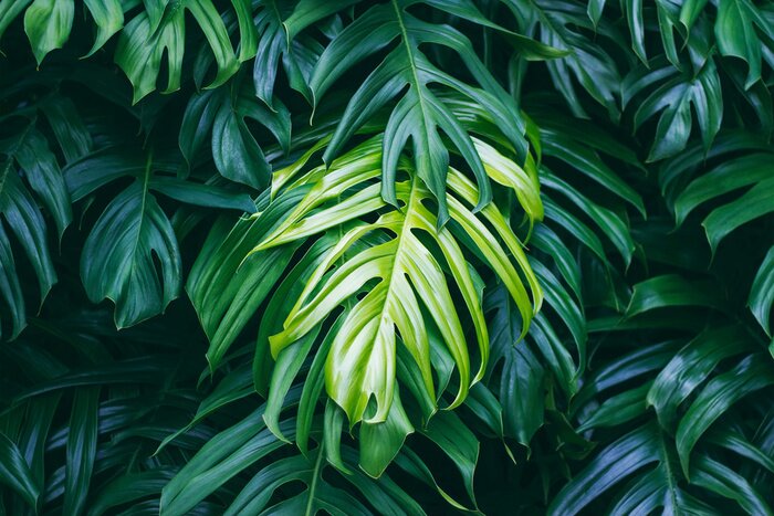 Fototapete Realistische Monstera Blätter