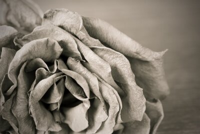 Fototapete Realistische Rose in Schwarz-Weiß