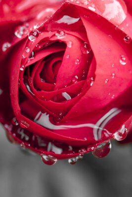 Fototapete Realistische rote Rose