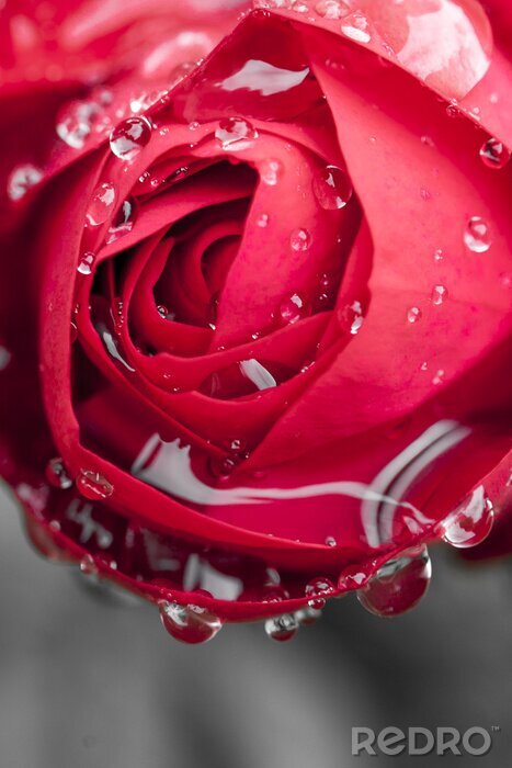 Fototapete Realistische rote Rose