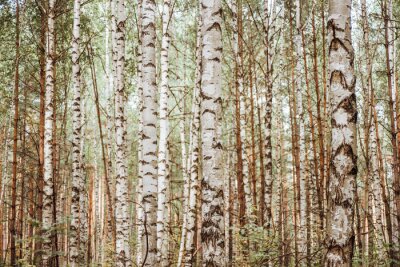 Fototapete Realistischer Wald voller Birken