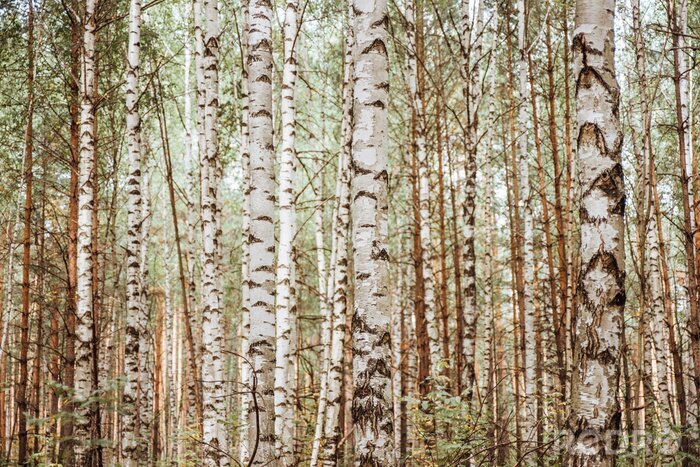 Fototapete Realistischer Wald voller Birken