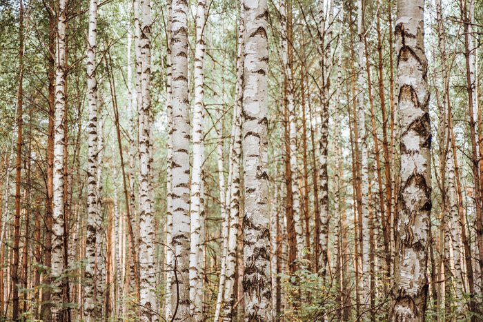 Fototapete Realistischer Wald voller Birken