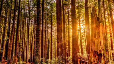 Redwood Sun.