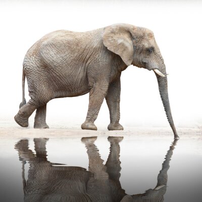 Fototapete Reflexion eines Elefanten im Wasser