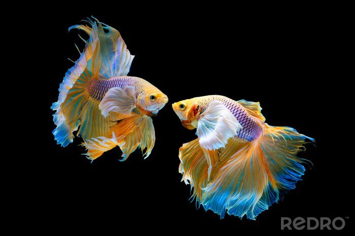 Fototapete Regenbogenfarbene Fische im Ozean