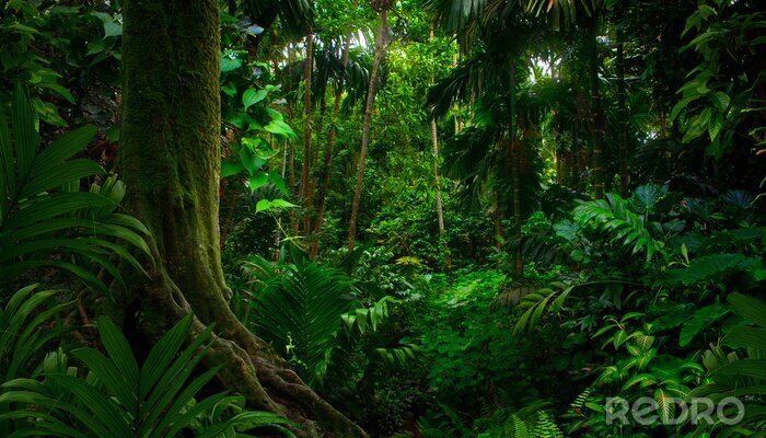 Fototapete Regendschungel in Asien