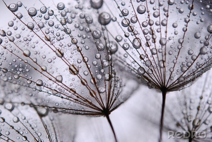 Fototapete Regentropfen auf den Samen